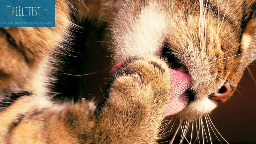 Gato higienizado