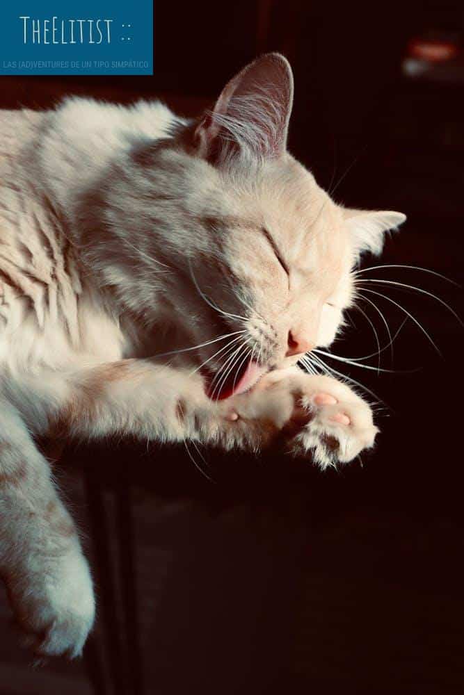 Gato higienizado